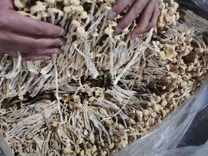 古田润泽食用菌海鲜菇干货 农产品散装海鲜菇 厂家直供批发